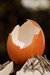 Detail of egg