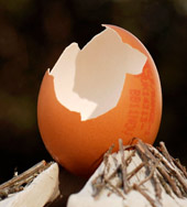 'Cracked' 2008